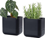 Phoenix Vine 6.5 Inch Wall Mounted Self-Watering Planter Pot by Phoenix+Vine