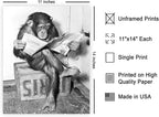 Poster Master Chimpanzee Poster - Image 2