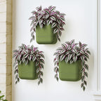 Phoenix Vine 6.5 Inch Wall Mounted Self-Watering Planter Pot - Image 6