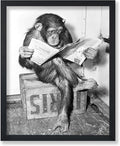 Poster Master Chimpanzee Poster by PosterMaster