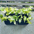Maxona Vertical Wall Planter for Indoor Plant-Walls Mounted Pot - Image 7