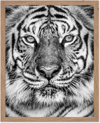 Poster Master Vintage Tiger Face Print by PosterMaster