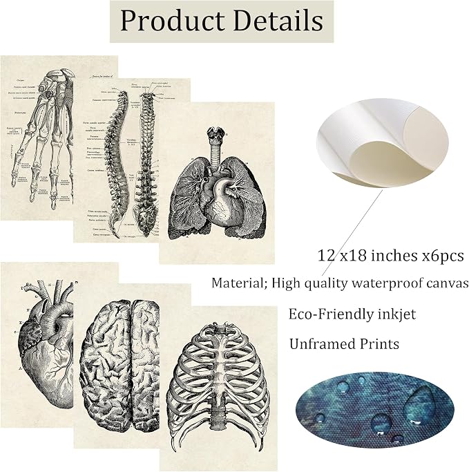 Ohhvvow Human Anatomy Artwork Medical Wall Art Canvas, 12 * 18 Inch Muscle - Image 2