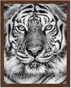 Poster Master Tiger Print by PosterMaster
