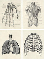 Ohhvvow Human Anatomy Artwork Medical Wall Art Canvas, 8 * 10 Inch Muscle - Image 4