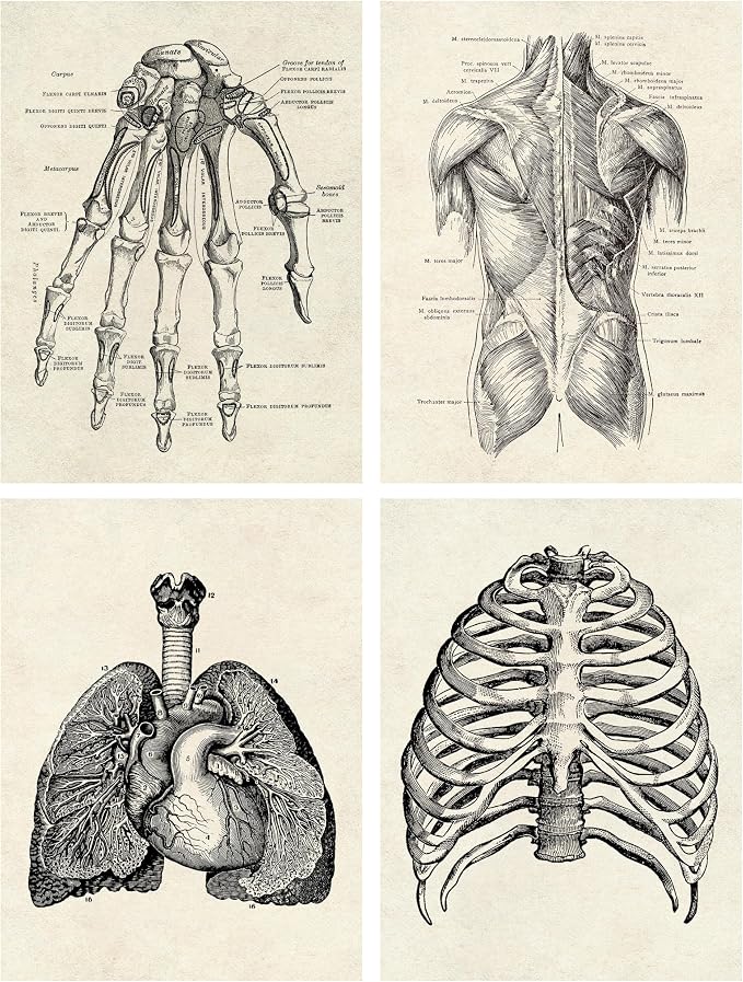 Ohhvvow Human Anatomy Artwork Medical Wall Art Canvas, 8 * 10 Inch Muscle - Image 4