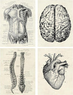 Ohhvvow Human Anatomy Artwork Medical Wall Art Canvas, 8 * 10 Inch Muscle - Image 3