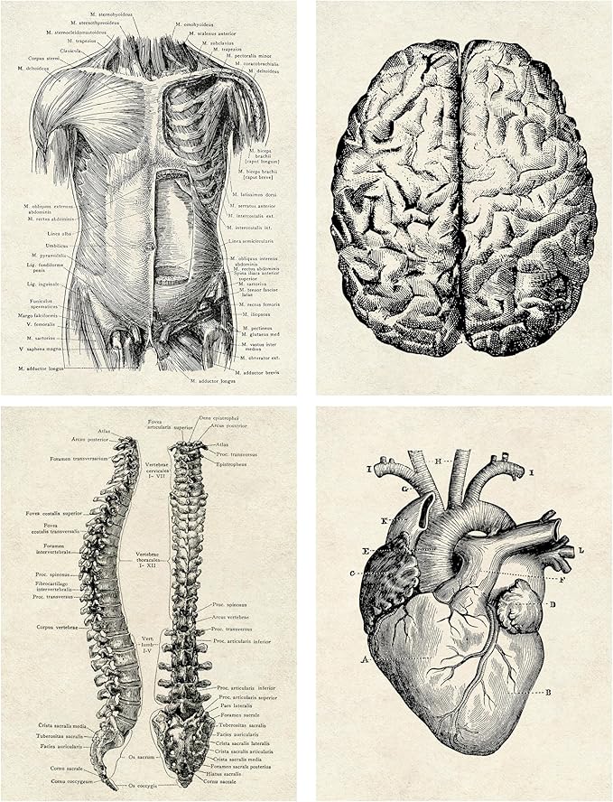 Ohhvvow Human Anatomy Artwork Medical Wall Art Canvas, 8 * 10 Inch Muscle - Image 3