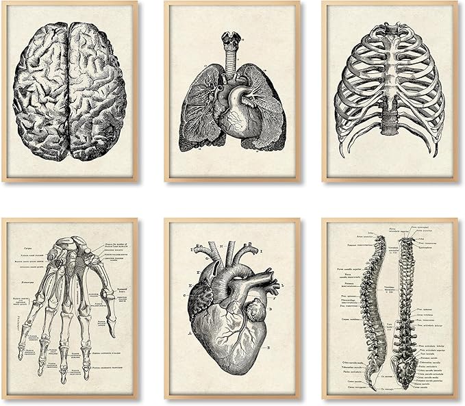 Ohhvvow Human Anatomy Artwork Medical Wall Art Canvas, 12 * 18 Inch Muscle by Ohhvvow