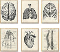 Ohhvvow Human Anatomy Artwork Medical Wall Art Canvas, 12 * 18 Inch Muscle by Ohhvvow