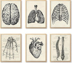 Ohhvvow Human Anatomy Artwork Medical Wall Art Canvas, 12 * 18 Inch Muscle by Ohhvvow