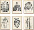 Ohhvvow Human Anatomy Artwork Medical Wall Art Canvas, 8 * 10 Inch Muscle by Ohhvvow