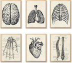 Ohhvvow Human Anatomy Artwork Medical Wall Art Canvas, 8 * 10 Inch Muscle by Ohhvvow