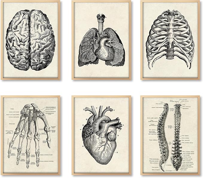 Ohhvvow Human Anatomy Artwork Medical Wall Art Canvas, 8 * 10 Inch Muscle by Ohhvvow