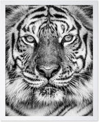 Poster Master Vintage Tiger Face Print by PosterMaster