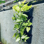 Maxona Vertical Wall Planter for Indoor Plant-Walls Mounted Pot - Image 5